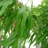 Бамбук гигантский (лат. Phyllostachys pubescens), семена