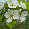 Груша лесная (лат. Pyrus commuunis), семена 