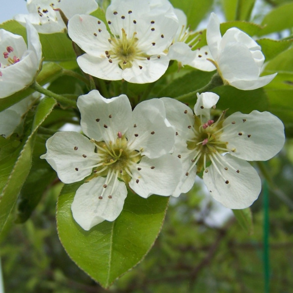 Груша лесная (лат. Pyrus commuunis), семена 