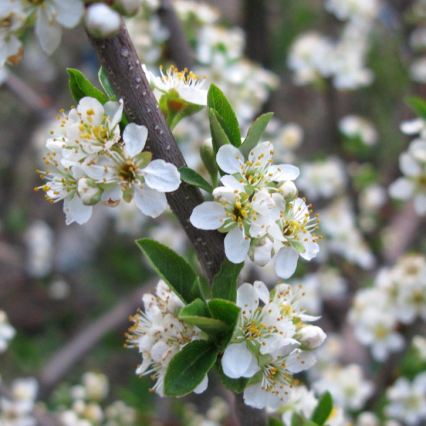 Вишня Бессея, или Вишня песчаная (лат. Cerasus bessyi), семена