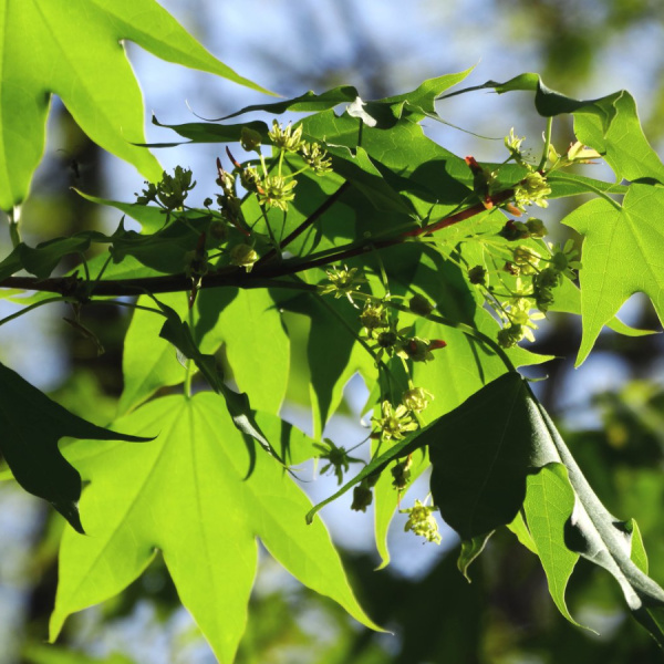 Клен мелколистный, или Клен моно (лат. Acer mono), семена