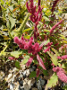 Амарант красный (лат. Amaranthus cruentus), 700 шт