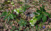 Морозник кавказский (лат. Helleborus caucasicus), семена