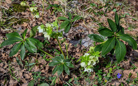 Морозник кавказский (лат. Helleborus caucasicus), семена