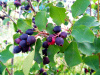 Ирга круглолистная (лат. Amelanchier rotundifolia), семена