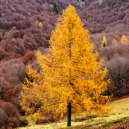 Лиственница европейская (лат. Larix decidua), семена 0,2 грамма