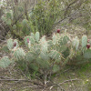 Кактус Опунция Каманчская зимующий (лат. Opuntia camanchica Engelm.), семена 0,2 грамма