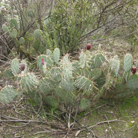 Кактус Опунция Каманчская зимующий (лат. Opuntia camanchica Engelm.), семена 0,2 грамма
