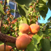 Абрикос обыкновенный "Никитский" (лат. Prunus armeniaca "Nikitskii"), семена