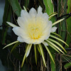 Питахайя, или Питайя "Драконий фрукт" (лат. Hylocereus undatus), семена