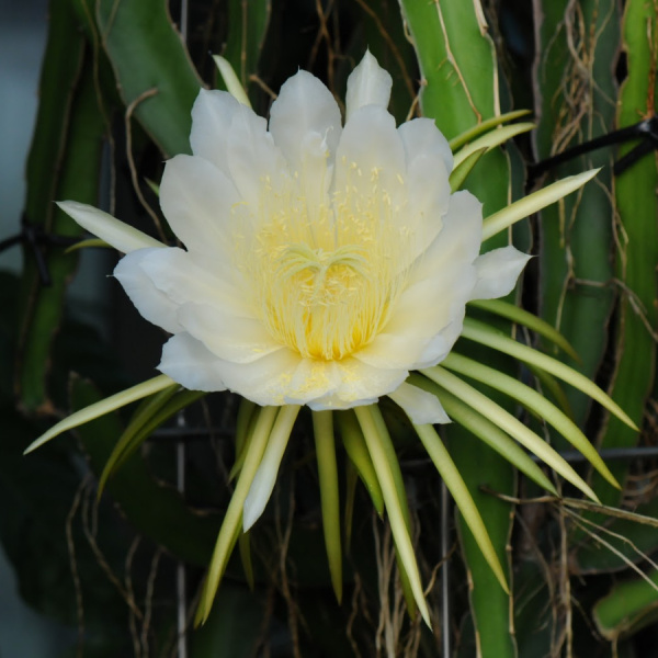 Питахайя, или Питайя "Драконий фрукт" (лат. Hylocereus undatus), семена
