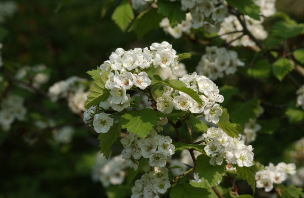 Боярышник шарлаховый (лат. Crataegus coccinea), семена
