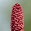 Ель обыкновенная, или Ель европейская (лат. Picea abies), семена 