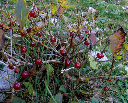Жимолость альпийская (лат. Lonicera alpigena L.), семена