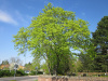 Клен колосистый (лат. Acer spicatum), семена