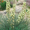 Юкка сизая (лат. Yucca glauca), семена 0,2 грамма
