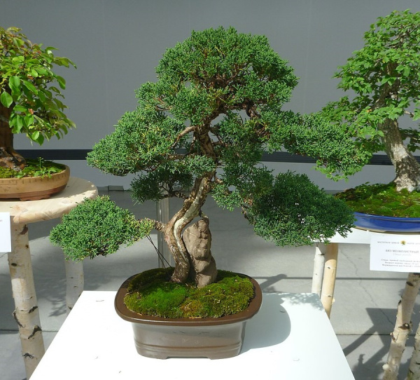 Можжевельник китайский (лат. Juniperus chinensis), семена