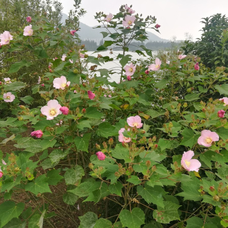 Гибискус изменчивый (лат. Hibiscus mutabilis), семена
