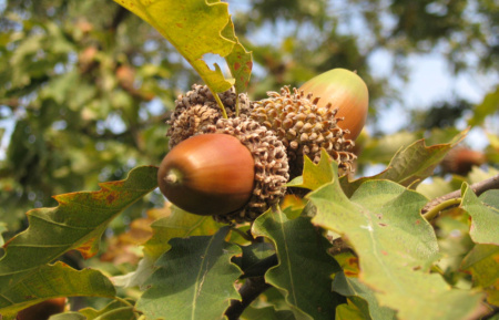 Дуб каштанолистный (лат. Quercus castaneifolia), саженцы, 3 шт
