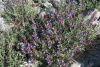 Шалфей лекарственный (лат. Salvia officinalis), 100 шт