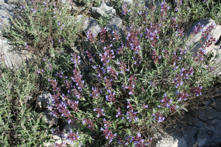 Шалфей лекарственный (лат. Salvia officinalis), 100 шт