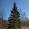 Ель обыкновенная, или Ель европейская (лат. Picea abies), семена 