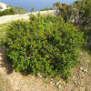 Мирт обыкновенный Белоплодный (Myrtus communis var. leucocarpa), семена