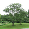 Ольха черная (лат. Alnus glutinosa), семена 