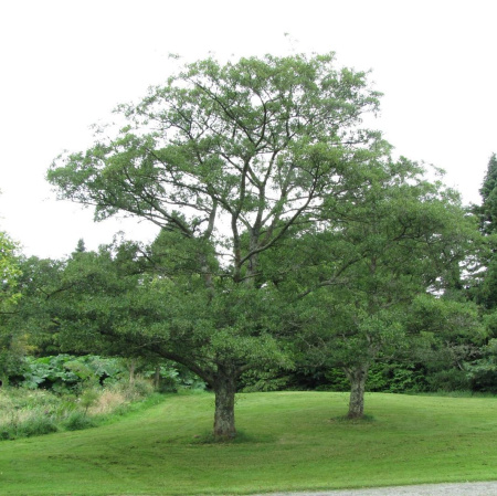 Ольха черная (лат. Alnus glutinosa), семена 