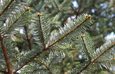 Пихта Фабри (лат. Abies fabri), семена