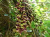 Мукуна вечнозелёная (лат. Mucuna sempervirens) 5 шт, семена