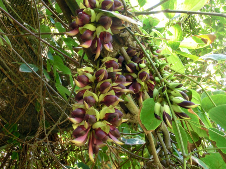 Мукуна вечнозелёная (лат. Mucuna sempervirens) 5 шт, семена