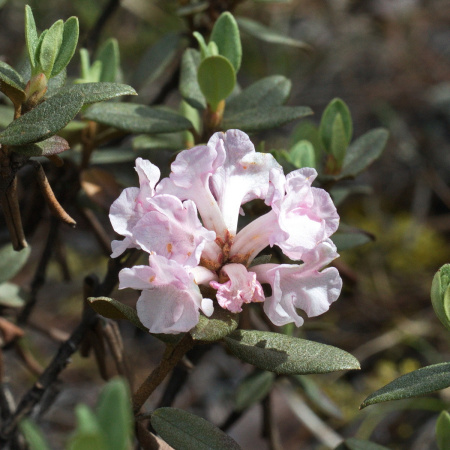 Рододендрон Адамса, или Саган Дали (лат. Rhododendron adamsii), семена 0,02 грамма