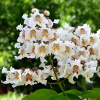 Катальпа прекрасная (лат. Catalpa speciosa), семена