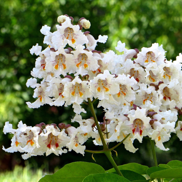Катальпа прекрасная (лат. Catalpa speciosa), семена