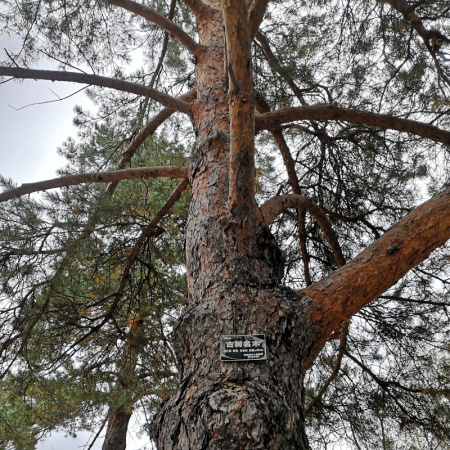 Сосна обыкновенная ф. монгольская (лат. Pinus sylvestris var.mongolica), семена