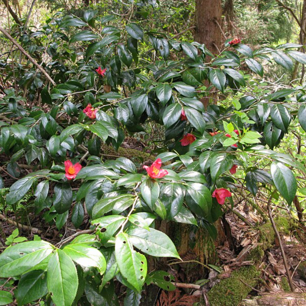 Камелия японская (лат. Camellia japonica), семена