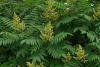 Сумах дубильный (лат. Rhus coriаria), семена