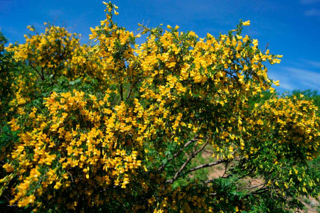 Карагана уссурийская (лат. Caragana ussuriensis), семена