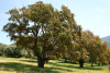 Дуб пробковый (лат. Quercus suber) 10 шт, семена 