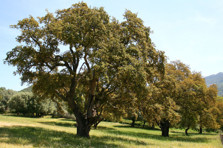 Дуб пробковый (лат. Quercus suber) 10 шт, семена 