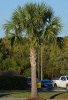 Пальма Сабаль пальмовидный, или Пальметто (лат. Sabal palmetto), семена