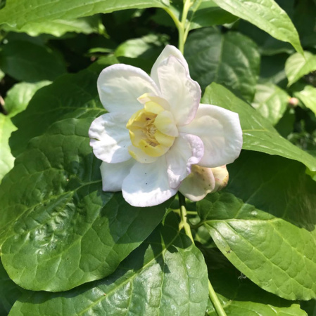 Каликант Чашецветник китайский (лат. Calycanthus chinensis), семена
