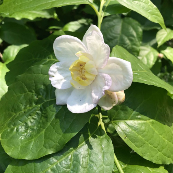 Каликант Чашецветник китайский (лат. Calycanthus chinensis), семена