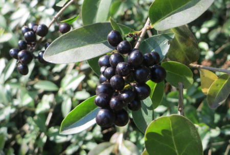 Бирючина обыкновенная (лат. Ligustrum vulgare), семена