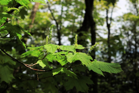 Клен колосистый (лат. Acer spicatum), семена