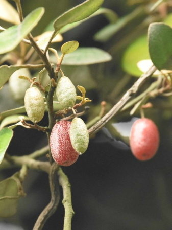 Лох крупнолистный (лат. Elaeagnus macrophylla), семена