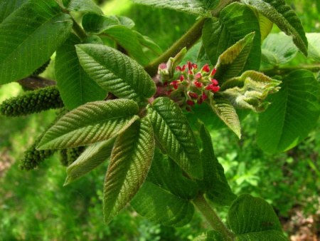 Орех Зибольда Тульский (лат. Juglans sieboldiana "Тульский") 10 шт, семена