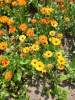 Календула лекарственная многолетняя (лат. Calendula officinalis), семена 50 шт