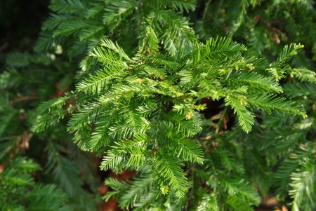 Секвойя вечнозеленая (лат. Sequoia sempervirens), семена 0,2 грамма